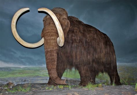 woolly mammoth fossils for sale.